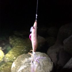 アオリが釣りたい…