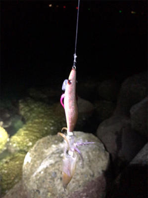 アオリが釣りたい…