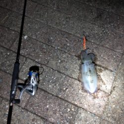 短時間エギング