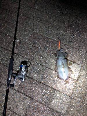 短時間エギング