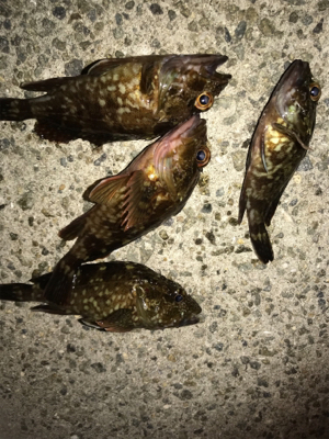 久々のライトゲーム 短時間