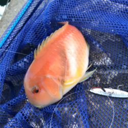 ショアジギング最終日