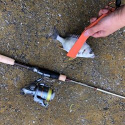 チヌの隠れ家へ釣査！