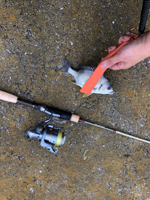 チヌの隠れ家へ釣査！