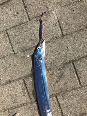 朝まずめのタチウオ