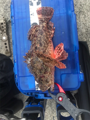 初めてのオニカサゴ