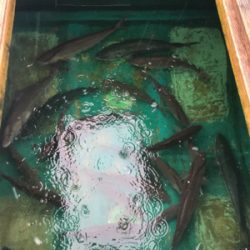 孝洋丸 落とし込み