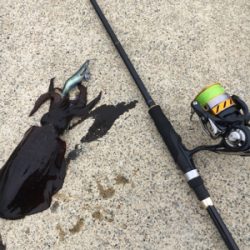 サーフエギング