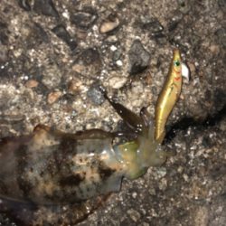 夜中にシャクシャク