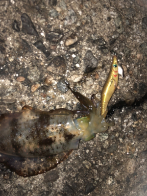 夜中にシャクシャク