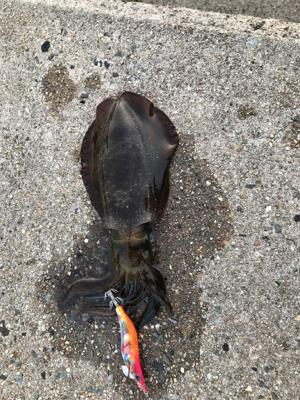 秋イカ釣れてます