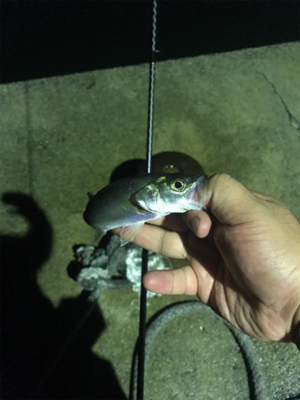 チーバスが結構