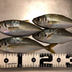 中アジ乱舞(･∀･)