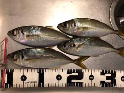 中アジ乱舞(･∀･)