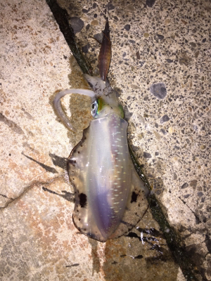 なんとか良型ゲット(๑>◡<๑…