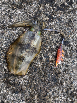 遠征エギング3日目in直江津ハッピー