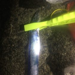 やっぱり厳しい？タチウオ