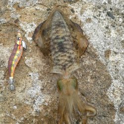 アオリイカ調査