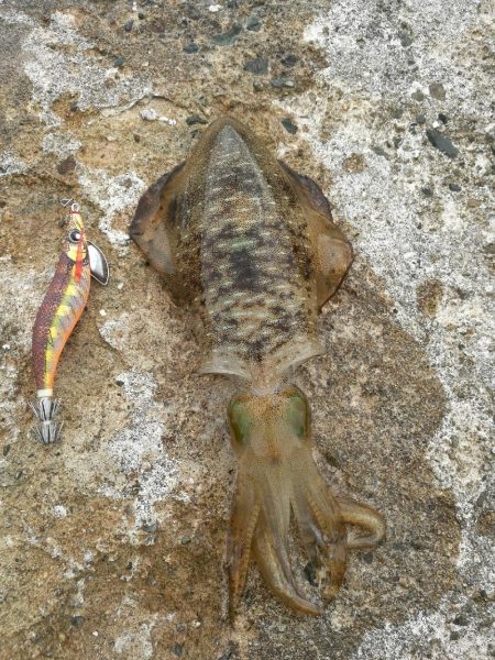 アオリイカ調査