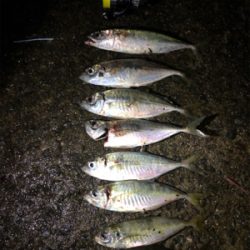 アジングでおかず狩り！