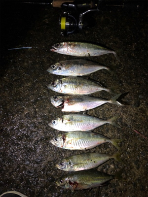 アジングでおかず狩り！