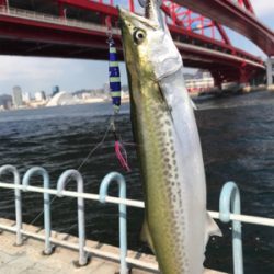 サゴシナブラ♫