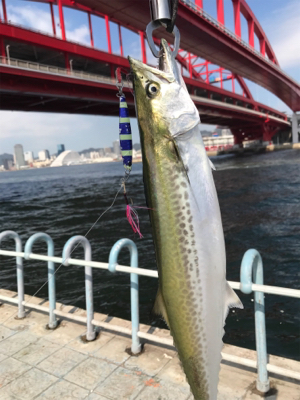 サゴシナブラ♫