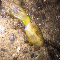 アオリイカ渋い