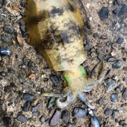 1人でもたーのしー(●￣ω￣●)ﾉ