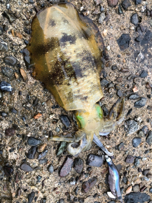 1人でもたーのしー(●￣ω￣●)ﾉ