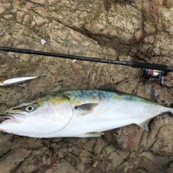 ブリ、ネリゴ、