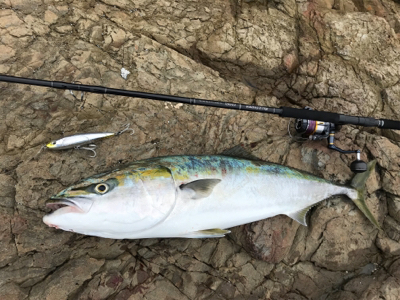 ブリ、ネリゴ、