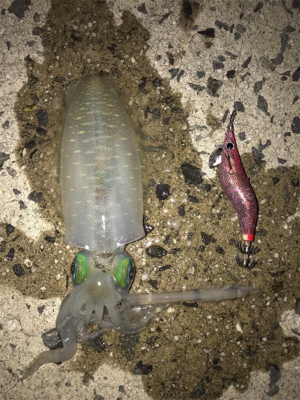 秋アオリイカ釣果