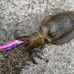 明石でエギング