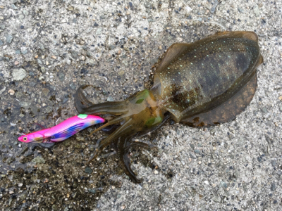 明石でエギング