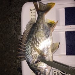 キチニングと海底掃除