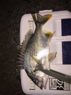 キチニングと海底掃除