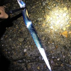 久しぶりにタチウオGET(^｡^)