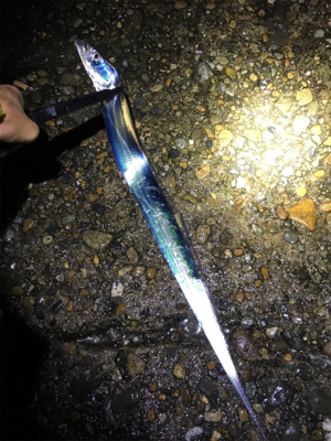 久しぶりにタチウオGET(^｡^)