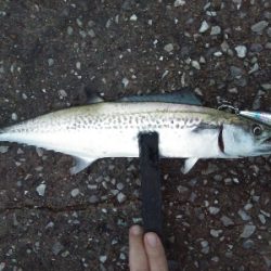 仕事前朝練で牙族3目GET