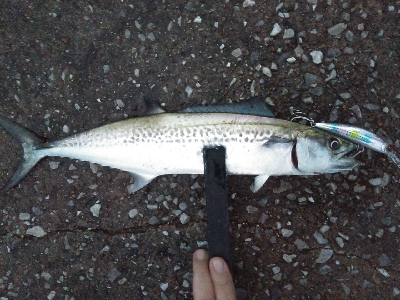 仕事前朝練で牙族3目GET