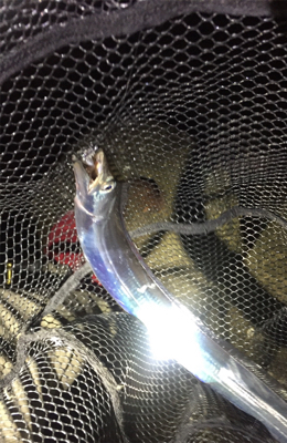 タチウオばかり