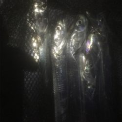 刺身を食べさせてあげたくて