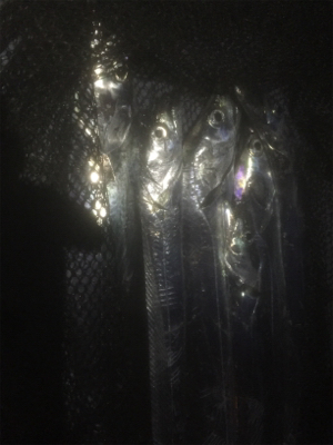 刺身を食べさせてあげたくて