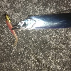 タチ、サゴ、アジ、サバ