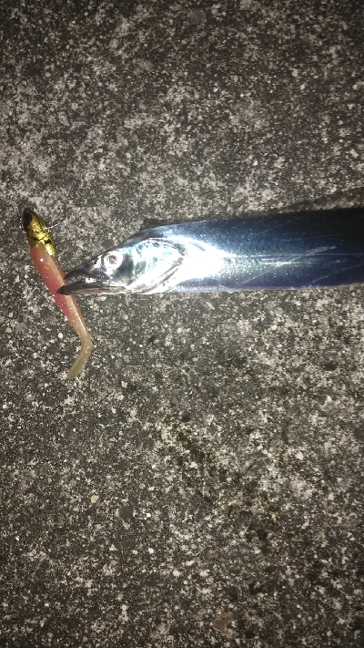 タチ、サゴ、アジ、サバ