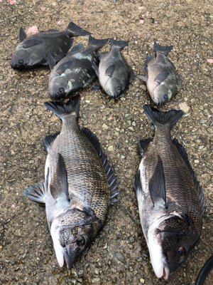 洲本でグレ&チヌ