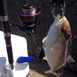 30cmアカヒラ、40cmサゴシ