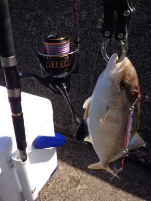 30cmアカヒラ、40cmサゴシ