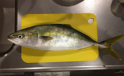 タチウオ釣りに行ったのに…